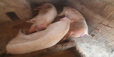 गण्डकीमा ‘अफ्रिकन स्वाइन फिभर’को सङ्क्रमण पुन: फैलियो