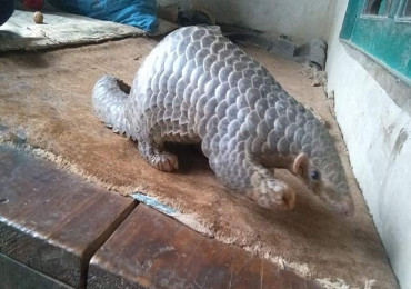 पनौतीमा भेटियाे दुर्लभ सालक