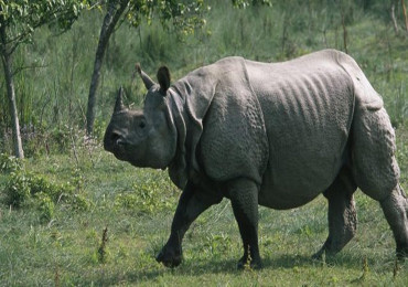 एकसिँगे गैँडा संरक्षणमा चुनौती