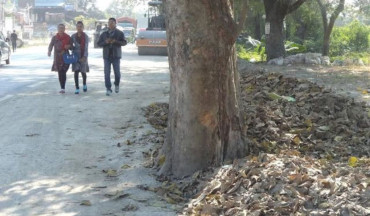चितवनमा सडक किनारका जोखिमयुक्त रुख हटाउन वन कार्यालयको अभियान सुरु