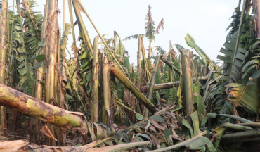 हुरीका कारण चार करोडभन्दा बढीको केरामा क्षति, किसान चिन्तित