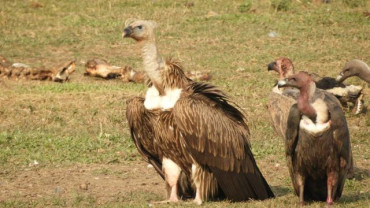 लोपोन्मुख पक्षी गिद्ध संरक्षण नहुँदा संकटमा