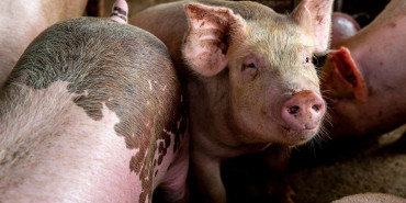 कैलालीमा पनि देखियो अफ्रिकन स्वाइन फिभर