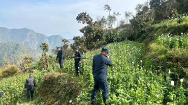 मकवानपुरमा १४ बिगाहाको अफिम तथा गाँजा खेती फडानी