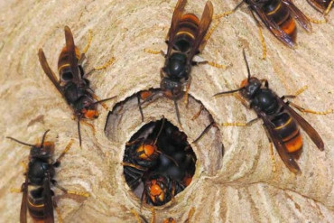 अरिङ्गालले टोकेर बागलुङमा एक जनाको मृत्यु