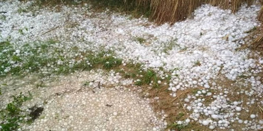 असिनापानीले हिउँदे बालीमा क्षति