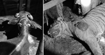 मकवानपुरमा भैंसीको शिकार गर्न गएको बाघलाई भैंसीले नै मारिदियो