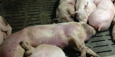 अफ्रिकन स्वाइन फिवरले दुई हजार बढी बङ्गुर मरे
