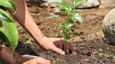 आज चुरे दिवस : एक लाख बोटबिरुवा रोपिँदै