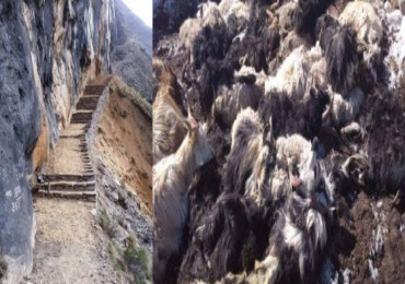 सवारी साधनसँग तर्सिएर भाग्दा मनाङमा भेडाबाख्रा मरे !