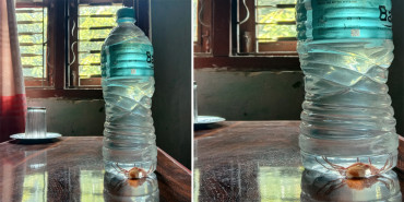 कैलालीमा सिल प्याक पानीको बोतलमा माकुरो भेटिएपछि...