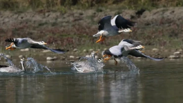 नेपालमा जलपन्छीको संख्यामा ठूलो गिरावट