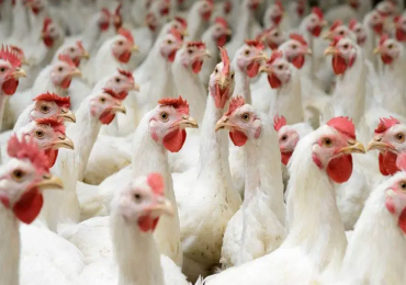 नेपालमा बर्डफ्लु फैलिँदै, १ लाख ३० हजारभन्दा बढी पंक्षी नष्ट