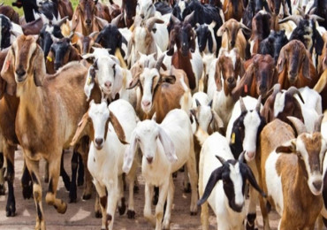 पोखरामा च्याङ्ग्राको भाउ बढेपछि खसीबोकाको माग बढ्यो