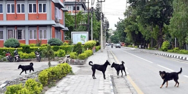 सिंहदरबारमै कुकुर व्यवस्थापनमा समस्या