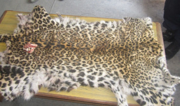 चितुवाको छालासहित दुई जना पक्राउ