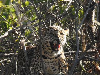 देउखुरीमा चितुवा आतंक, एकै रातमा १७ बाख्रा खायो