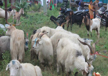 यसवर्ष पनि च्याङ्ग्रा बिक्री नहुने