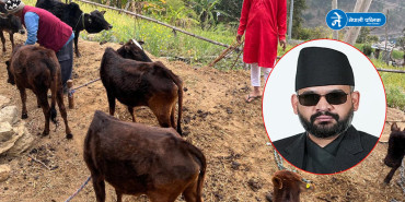 केपीले प्रधानमन्त्री बालेनसँग राखे नौ मुठ्ठे गाईका कुरा