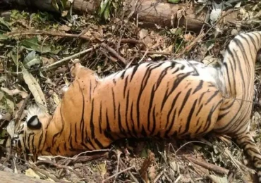 बर्दियामा पाटेबाघ मृतावस्थामा भेटियो