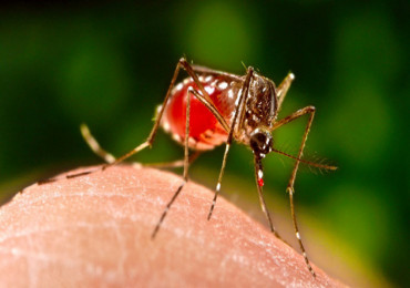 नेपालमा डेंगुका कारण मृत्यु हुनेको संख्या ३९ पुग्यो