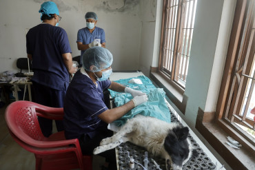गोकर्णेश्वरमा सामुदायिक कुकुरको बन्ध्याकरण अभियानः सडक सुरक्षा र रेबिज नियन्त्रणमा जोड