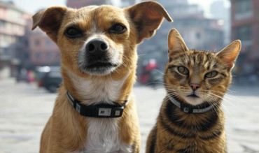 कुकुर-बिराला दर्ता गर्न काठमाडौं महानगरको आग्रह