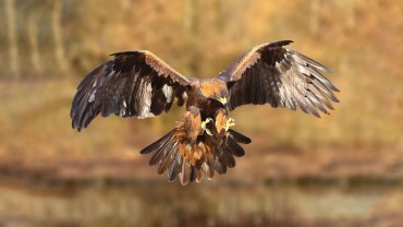 रुस र युक्रेन युद्धले मानव जीवनलाई मात्र होइन, वन्यजन्तुलाई समेत असर