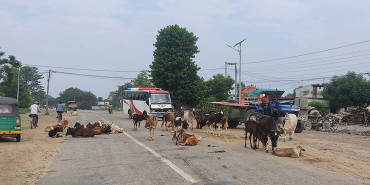 किसानलाई छाडा चौपायाबाट बाली जोगाउनै मुस्किल