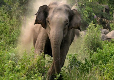 जङ्गली हात्तीको आक्रमणबाट झापामा युवकको मृत्यु