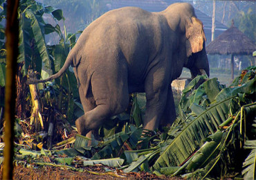 हात्तीको आक्रमणबाट पत्नीको मृत्यु, पति घाइते