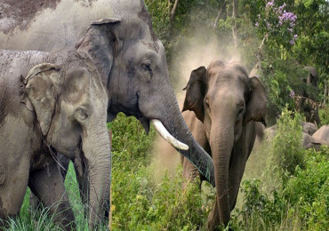 गाउँमा एकैसाथ ११ वटा हात्ती छिरेपछि...