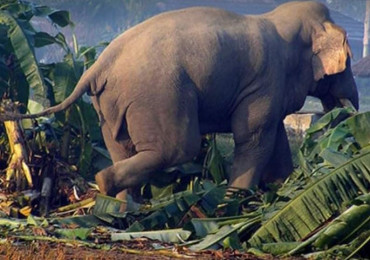 हात्तीको आक्रमणबाट बारामा  एक जनाको मृत्यु