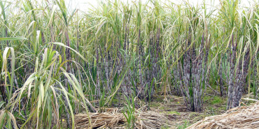 उखुको बिक्री मूल्य प्रतिक्विन्टल २० रुपैयाँले बढ्यो