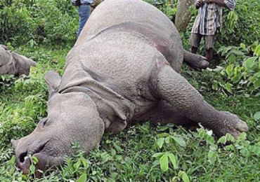 एक वर्षमा चितवनमा २२ गैँडा मरे