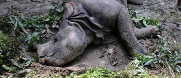 चितवन राष्ट्रिय निकुञ्जमा १४ गैँडा मरे