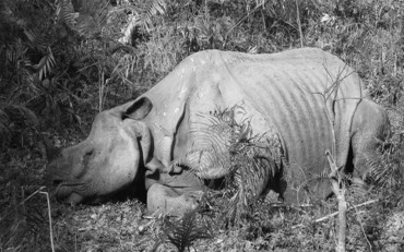 चितवनमा ८ वर्षमा २२० गैंडा मरे