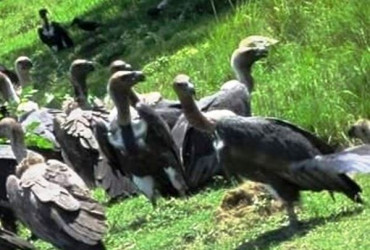 सङ्कटमा प्रकृतिका कुचीकार गिद्ध