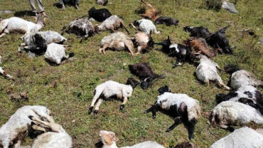 चट्याङ लागेर ५० बाख्रा मरे