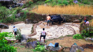हलगोरु पाल्ने १७८ किसानले पाए भत्ता