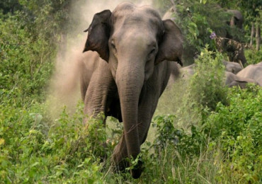 सिराहामा जङ्गली हात्तीको आक्रमणबाट वृद्धको मृत्यु
