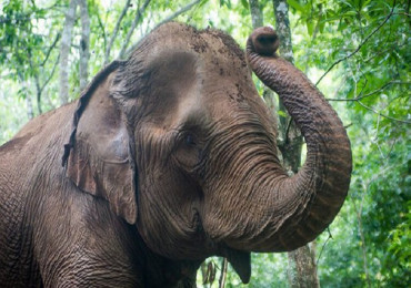 जङ्गली हात्तीको आक्रमणबाट महिलाको मृत्यु