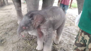 सरस्वती कली र लोकतन्त्र कलीले जन्माइन् बच्चा
