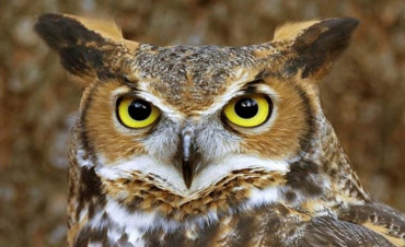 दुर्लभ पन्छी हुचिल लोप हुँदै