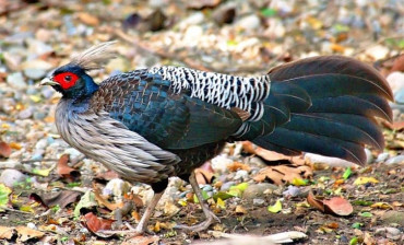 बागलुङमा कालिजपालन व्यवसाय फस्टाउँदै