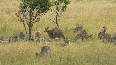 अस्ट्रेलियामा यस वर्ष ५० लाख कङ्गारु मारिने