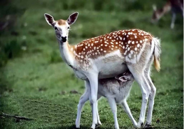 कस्तूरीको प्रजनन केन्द्र रानीचौरमा