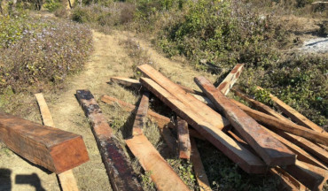 कैलालीमा एक महिनामै ५३१ क्युफिट अवैध सालको काठ बरामद