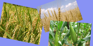 ३० दिनभित्र प्रमुख खाद्यान्न बालीको न्यूनतम् समर्थन मूल्य निर्धारण गरिने