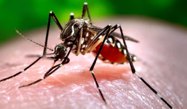 चितवनमा जापानिज इन्सेफ्लाइटिसबाट पाँच महिनामा ६ जनाको मृत्यु